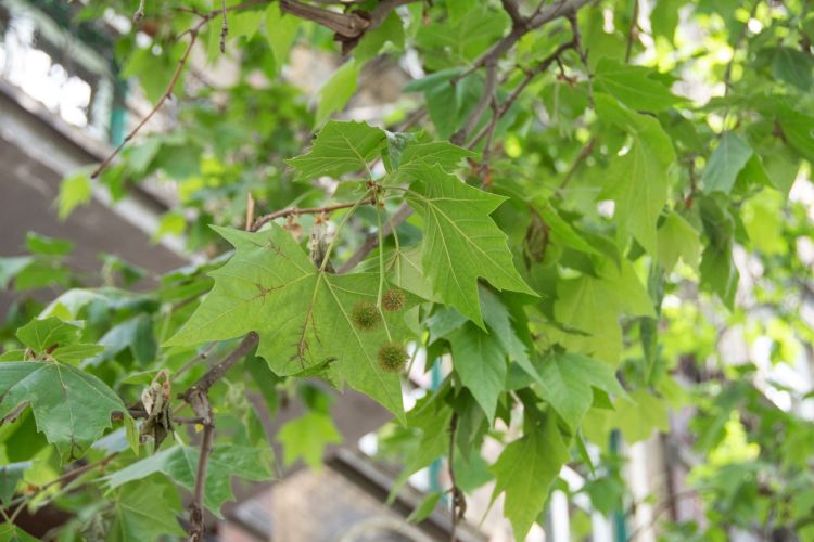 Platan klonolistny