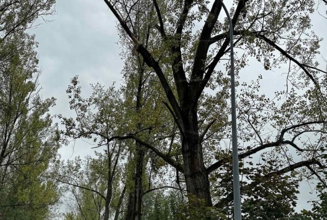 Pielęgnacja i wycinka chorych drzew