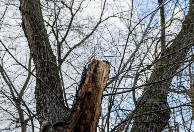 Ekspertyza dendrologiczna potwierdziła zły stan drzew na ul. Piekarskiej