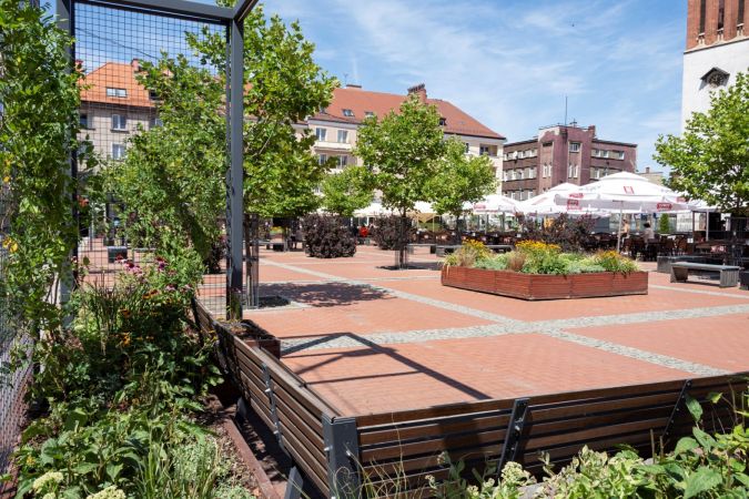 Nowe nasadzenia na Rynk