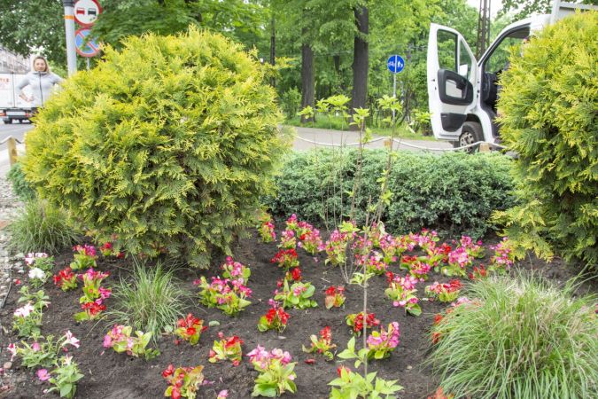 Kwitnące kwiaty pojawiły się na skwerach i klombach