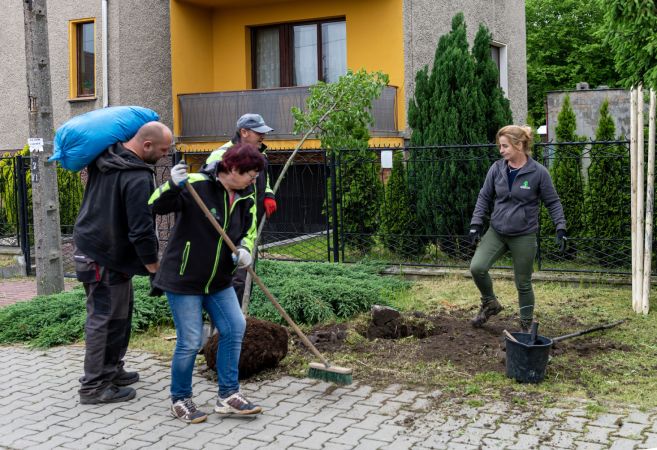 76 nowych drzew do końca maja nasadzimy w Bytomiu
