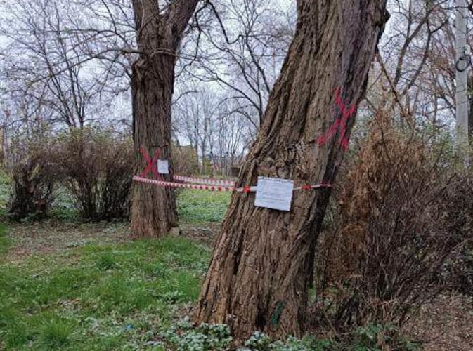 Drzewa zagrażające bezpieczeństwu do wycinki