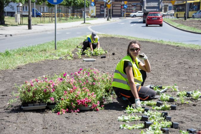 Prace nasadzeniowe przy ul. Karola Miarki