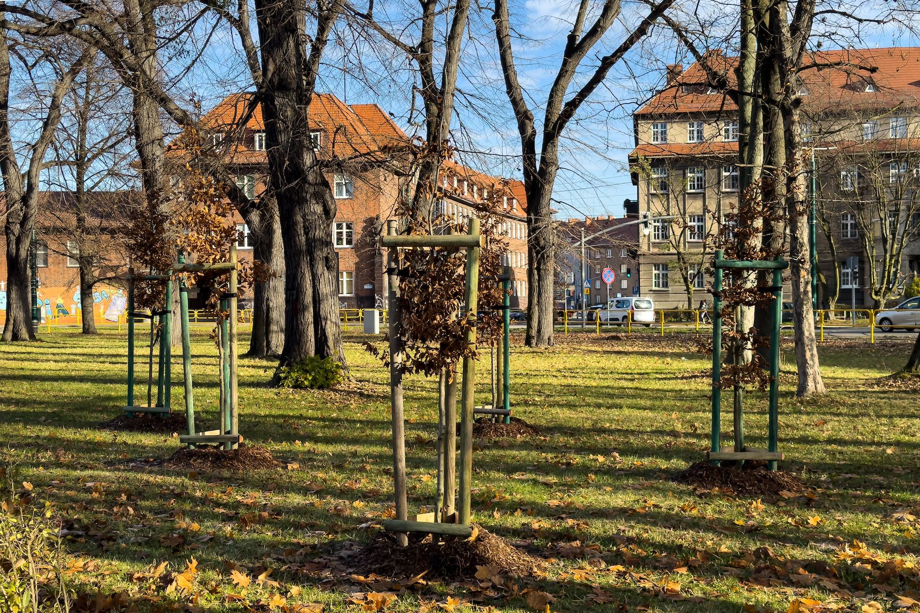 266 nowych drzew w Bytomiu