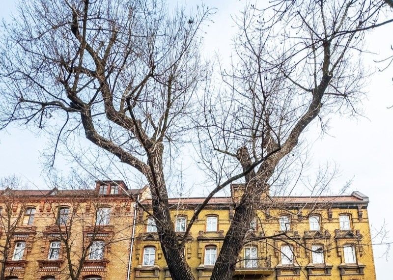 Próba obciążeniowa drzewa przy ul. Piłsudskiego 21. Będą utrudnienia w ruchu drogowym